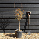 Punica granatum - Pomegranate - Ministem - 130-140cm - 18lt