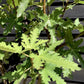 Fig | Ficus carica 'Ice Crystal' - Girth 10-12cm - 120-140cm - 15lt