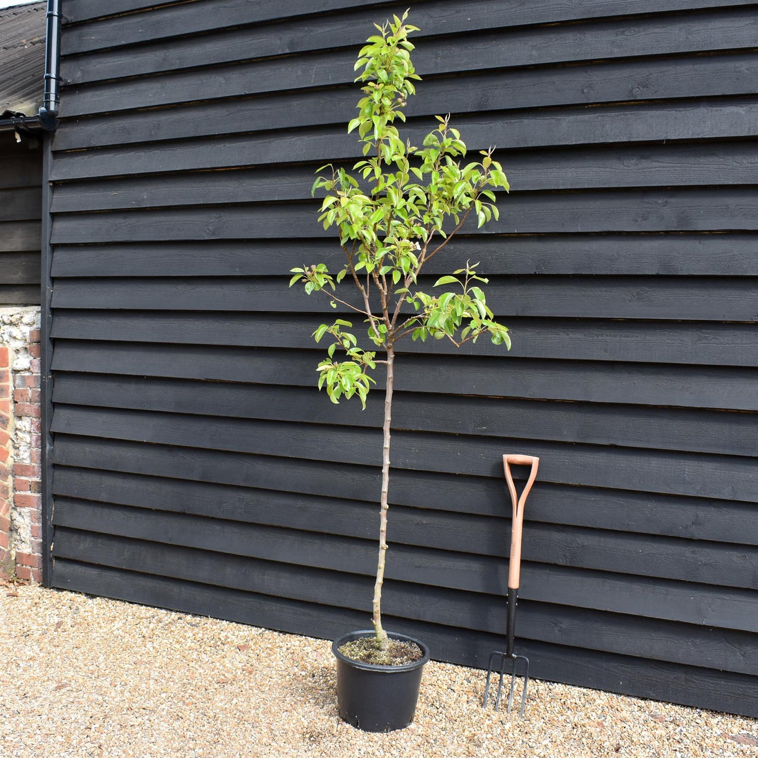 Pear tree 'Williams' Bon Chretien' | Pyrus communis  - Semi Dwarfing - Height 160-180cm - 20lt