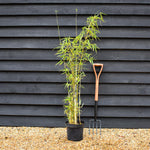 Fargesia robusta 'Campbell' | Clumping Bamboo - Height 150-180cm - 7.5lt