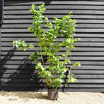 Corylus avellana 'Hazel' - MultiStem - Height 200-250cm - 30lt