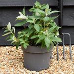 Buddleja 'Butterfly Candy Lila Sweetheart' | Butterfly Candy Lila Sweetheart Height 10-20cm - 4lt