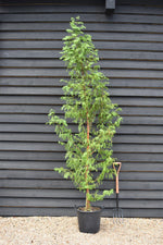 Metasequoia glyptostroboides | Dawn Redwood - Height 270-290cm - 30lt
