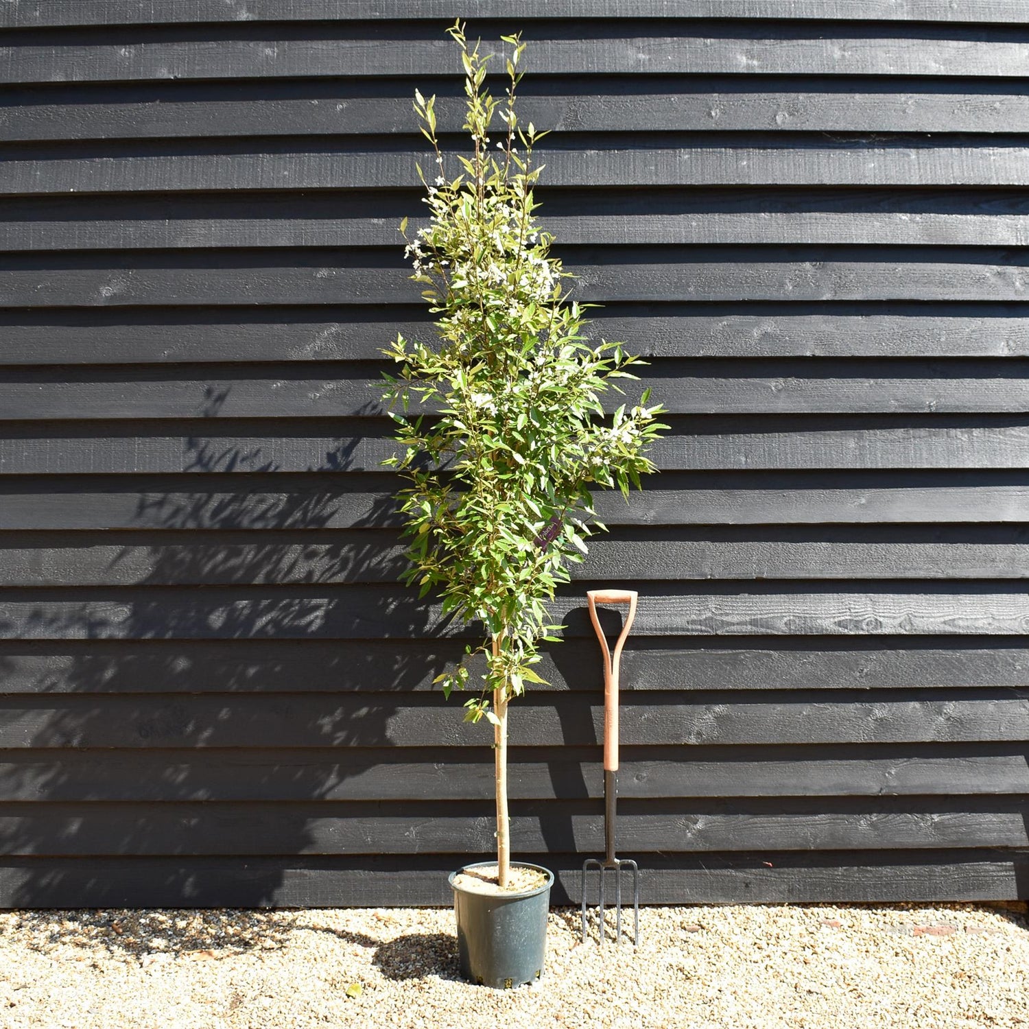 Hoheria sexstylosa Snow White | Ribbonwood - Bushy - 180-220 - 12lt