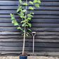 Morus Nigra | Black Mulberry Tree - 160-180cm, 10lt