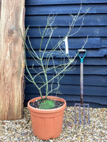 Callicarpa bodinieri var. giraldii 'Profusion' - 160-180cm, 35lt