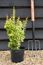 Berberis thunbergii 'Neon Gold' - 3lt