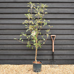 Apple tree 'Cox Orange Pippin' | Malus domestica - M26 - Semi- Dwarfing - 150-160cm - 10lt