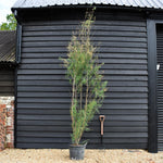 Tamarix Africana - Shrub - Height 300-320cm - 35lt