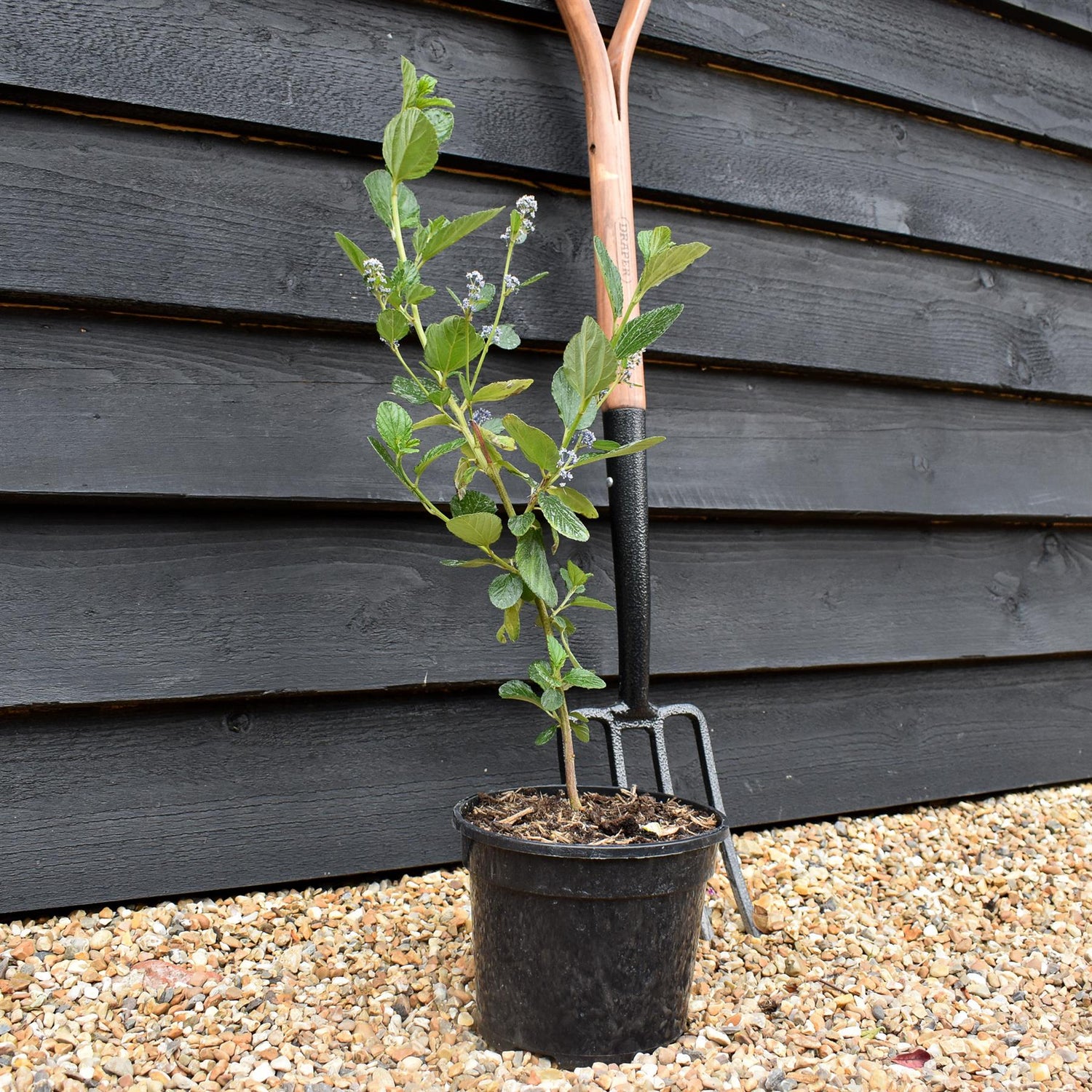 Ceanothus 'Trewithen Blue' - Height40-60cm - Bushy - 3lt