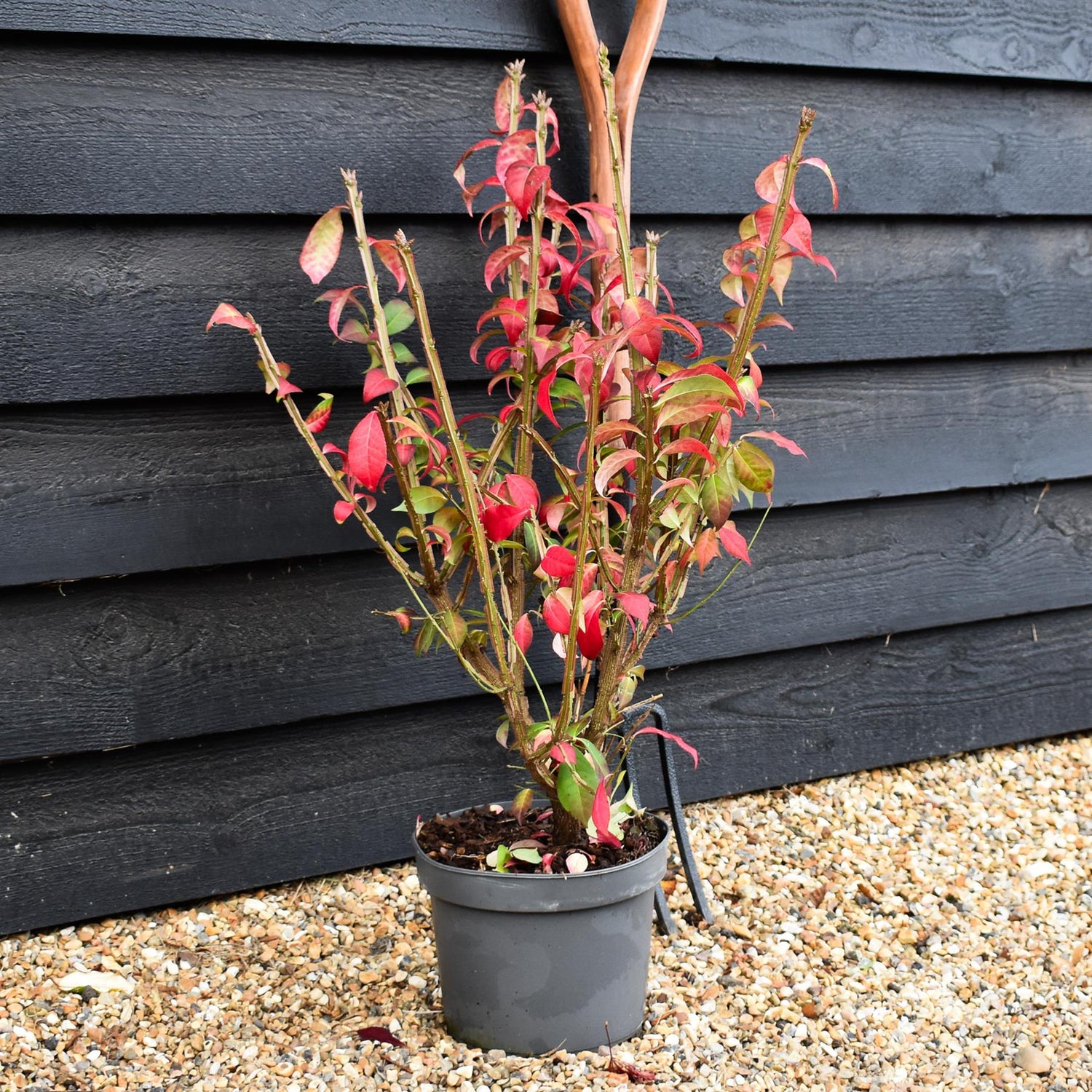 Winged Spindle Tree | Euonymus Alatus - Height 60-80cm - 5lt