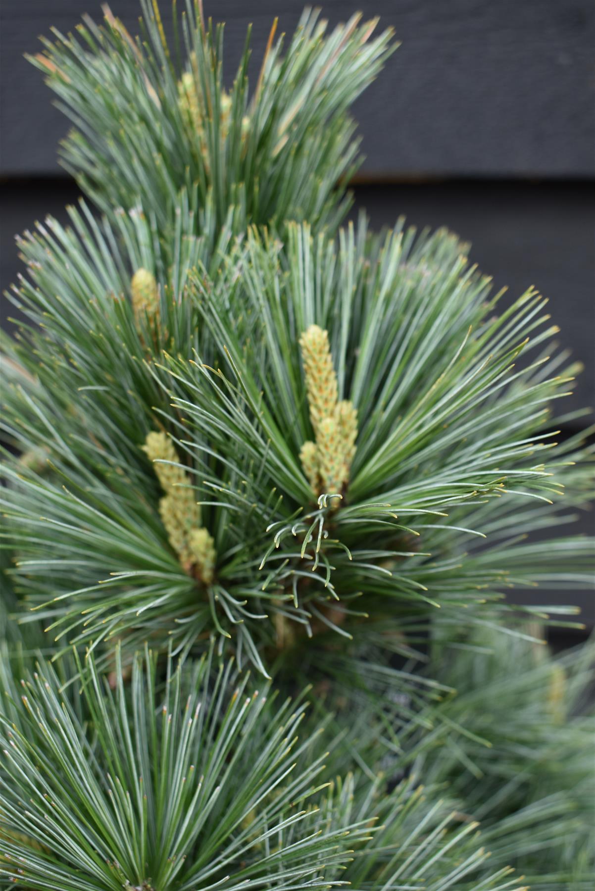 Pinus Flexilis Pygmaea | Rocky Mountain Bristlecone Pine - Height 80cm - Width 60cm - 18lt