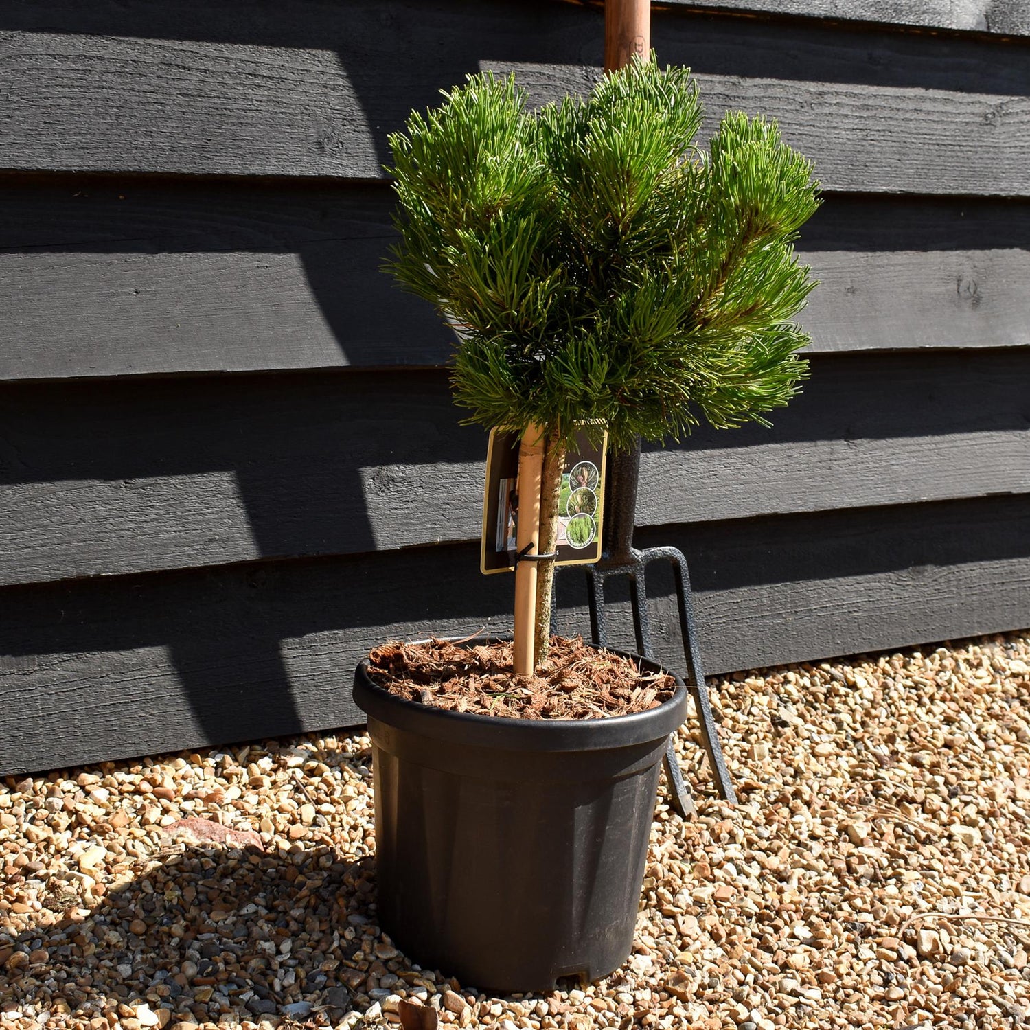 Pinus nigra 'Lemon pearl' - Clear Stem 20cm - Girth 6cm - Height 30-40cm - 6lt