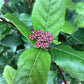 Viburnum tinus 'Gwenllian' | Laurustinus 'Gwenllian' - 20lt