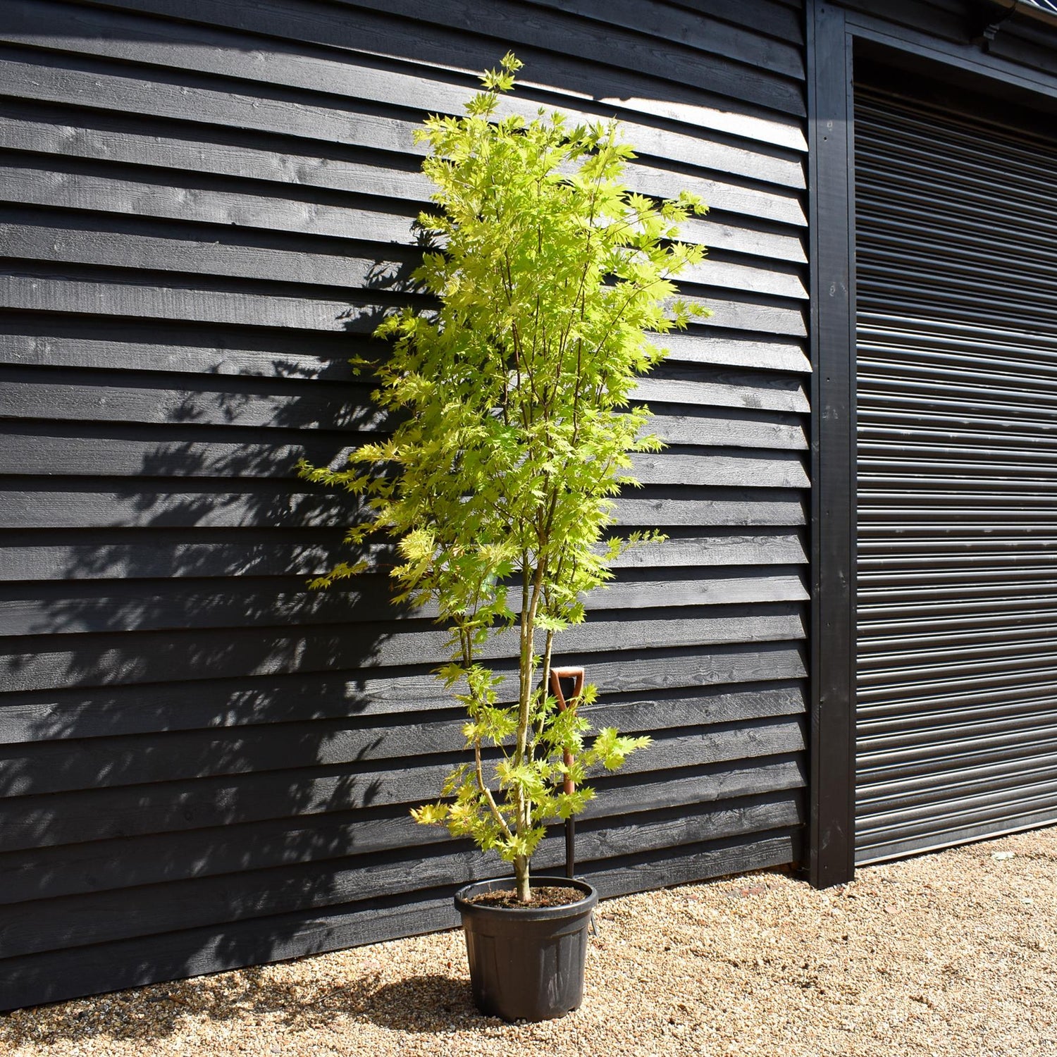 Acer palmatum 'Jordan' | Japanese maple 'Jordan' - Bushy - Height 230-240cm - 35lt