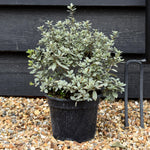 Pittosporum tenuifolium 'Silver Ball' - 2lt