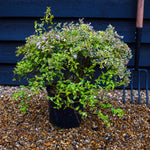 Abelia Hopleys | Abelia Caramel Charm - 45-55cm, 5lt