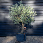 Olive Tree | Olea Europea- Specimen - Straight double stem - Trunk height 80cm - Height 220-250cm - Girth 45cm - 160lt