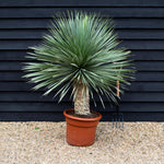 Yucca rostrata 'Blue Swan' - Stem 40-60cm - Height 150-160cm - 65lt