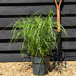 Miscanthus sinensis 'Strictus' - Grass - Herbaceous Perennial - Height 50-60cm - 6.5lt
