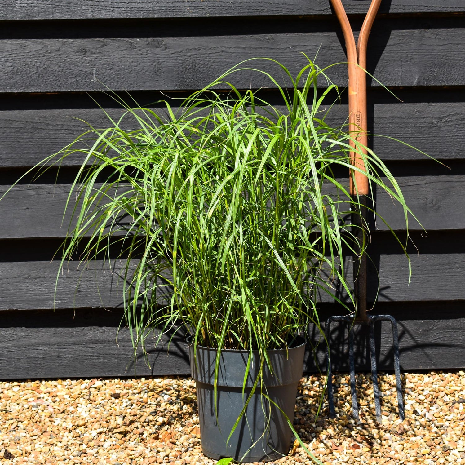 Miscanthus sinensis 'Strictus' - Grass - Herbaceous Perennial - Height 50-60cm - 6.5lt