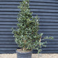 Camellia sasanqua - Bush - Large Shrub - Height 210-220cm - 110lt