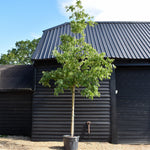 Celtis Australis | European hackberry - Girth 16cm - 470-480cm - 130lt