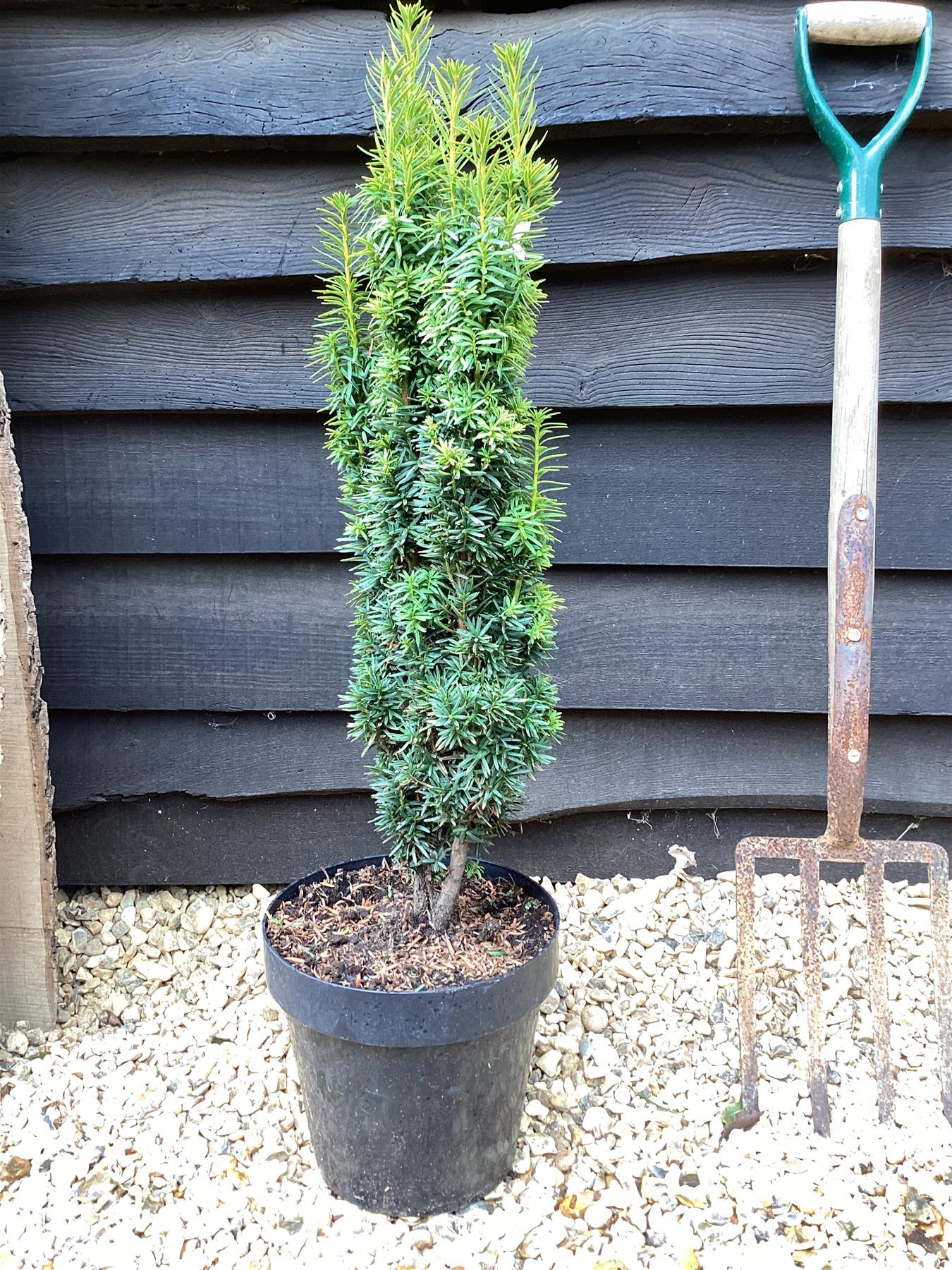 Taxus baccata 'David' | Yew 'David'