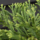 Cryptomeria japonica 'Little Champion' | Japanese Cedar - Height 30-40cm - Width 40cm - 8lt