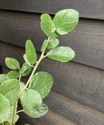 Ceanothus Trewithen Blue | Californian lilac 'Trewithen Blue' - Height 140-170cm - 10lt