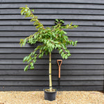 Prunus avium 'Early Rivers' | Cherry 'Early Rivers' - Height 150-160cm - 25lt