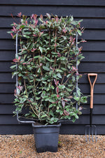 Photinia fraseri Pink Marble ('Cassini') - Metal Frame/Espalier - Height 120cm Width 80cm - 30lt
