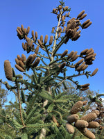 Abies Pinsapo Glauca | Blue Spanish fir - Height 380-420cm - 230lt