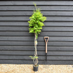 Campsis 'Flava' - Deciduous Climber - Height 180-200cm - 9lt