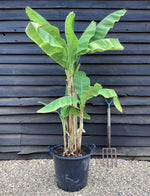Musa basjoo | Banana 100-120cmPalm - 25lt