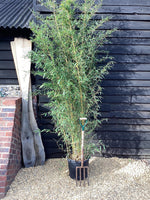 Phyllostachys aureosulcata 'Aureocaulis' | Golden groove bamboo - 290-300cm, 30lt