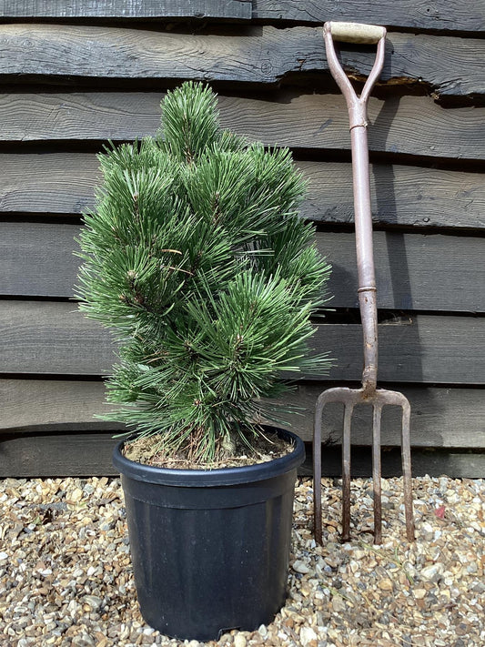 Pinus leucodermis 'Malinki' | Pinus leucodermis 'Malinki' - Height - 40-50cm - Width 35-40cm - 11lt
