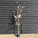 Prunus Pandora | Cherry 'Pandora' - Height 180-220cm - 12lt