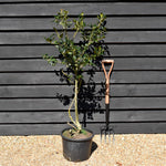Ilex J.C. Van Tol - 120-130cm - 20lt