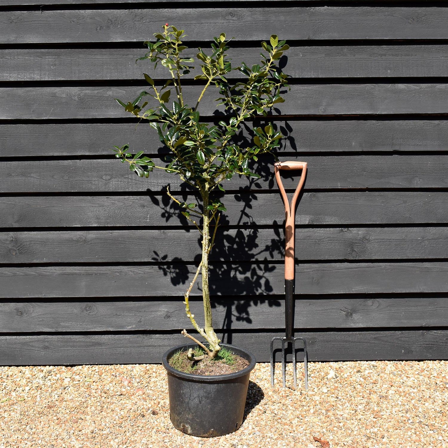 Ilex J.C. Van Tol - 120-130cm - 20lt