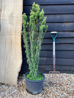 Taxus baccata Fastigiata Aurea - 150-200cm, 20lt