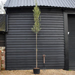 Olive Tree |Olea Europea - Standard - Girth 6-8cm - Clear Stem 180cm - Height 350-380cm - 40lt