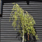 Betula pendula Youngii | Young’s Weeping Birch - 210-240cm, 45lt