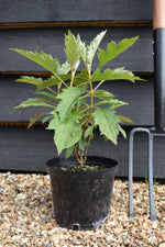 Hydrangea quercifolia Ice Crystal | Oak-leaved hydrangea - 3lt