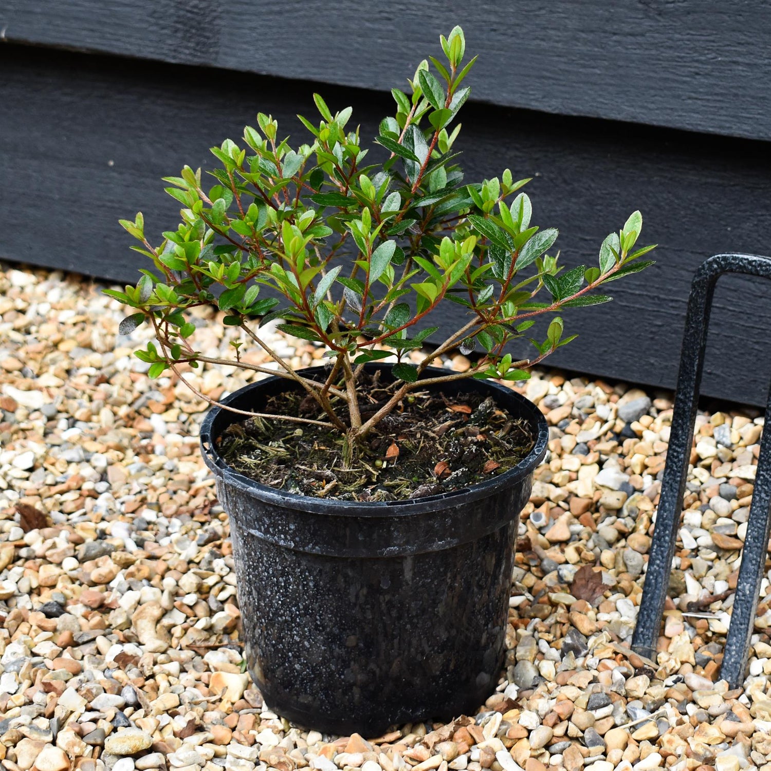 Azalea Japonica 'Amoena' - Height 18-25cm - Bushy - 2lt