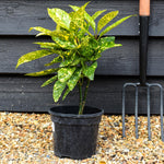 Aucuba japonica 'Marmorata' | Variegated Aucuba 20-35cm - 3lt