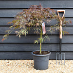 Acer palmatum 'Crimson Queen' | Weeping Japanese Maple - Three Quarter Standard - Clear Stem 160 - Height 180-190cm - 30lt