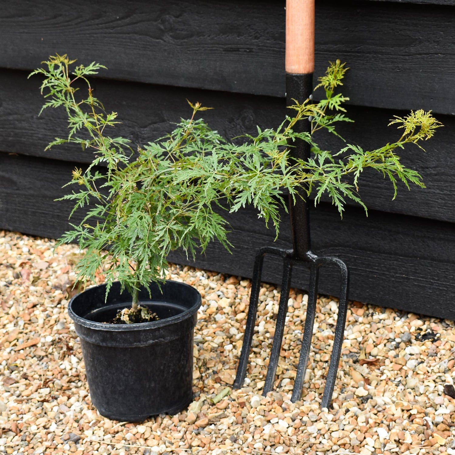 Acer palmatum 'Emerald Lace' | Japanese maple 'Emerald Lace' - 25-45cm - 3lt