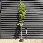 Sorbus hupehensis | Hupeh Mountain Ash - 160-180cm - 12lt