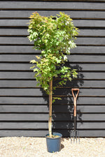 Acer Rubrum Redpointe Maple | Redpointe Red Maple 1/2 std Clear Stem - 150-180cm, 10lt